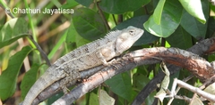 Calotes versicolor