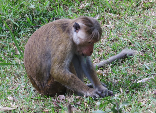 Toque Macaque