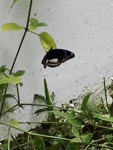 Hypolimnas bolina