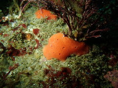 Dragmacidon mexicanum