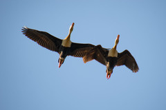 Black-Bellied Whistling Duck photo 3
