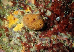 Amphimedon trindanea