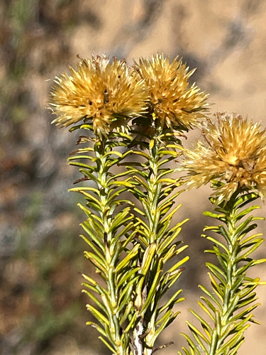 Grapple Everlasting (Helichrysum hamulosum)