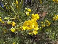 Senna artemisioides artemisioides