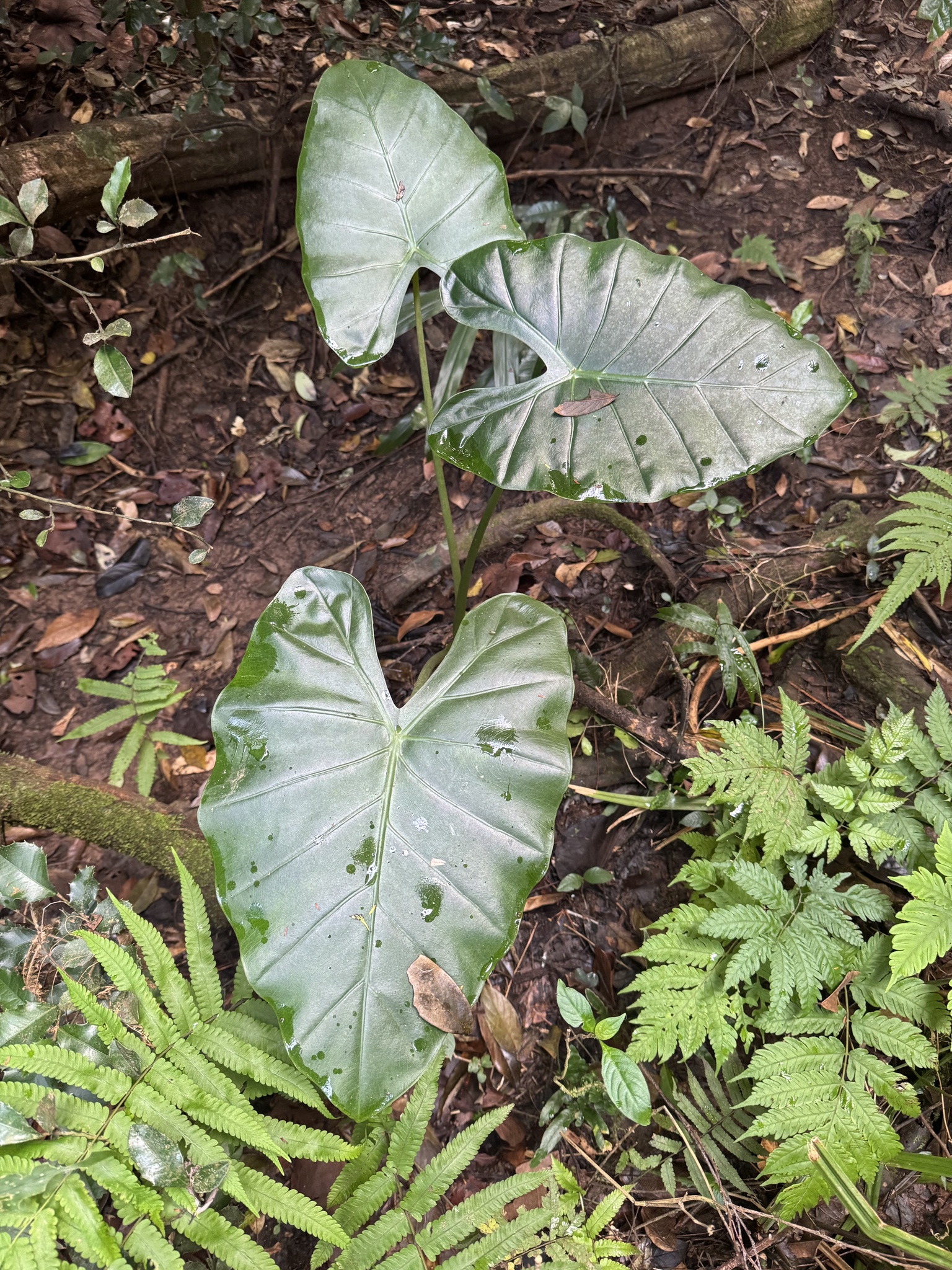 Alocasia odora — ảnh 3