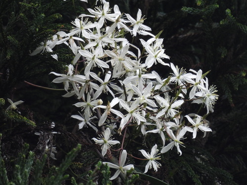 Clematis crassifolia iNat (3)