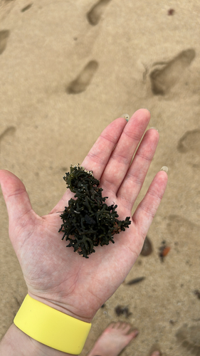 Codium edule observed 2026-01-10