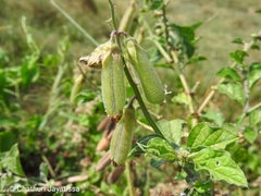 Crotalaria verrucosa