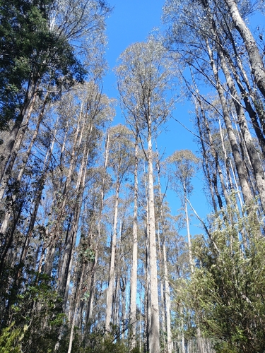 tasmanian alpine ash (Eucalyptus tasmaniensis)