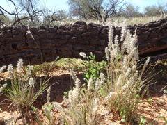 Enneapogon polyphyllus