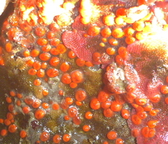 Metandrocarpa taylori