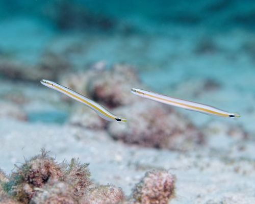 Curious wormfish (Gunnellichthys curiosus) — Microdesmidae
