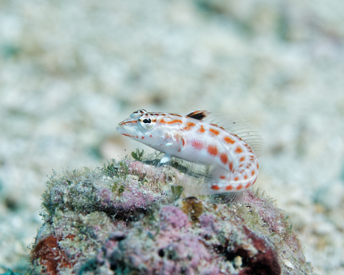 Redspotted grubfish (Parapercis schauinslandii) — Pinguipedidae — 2