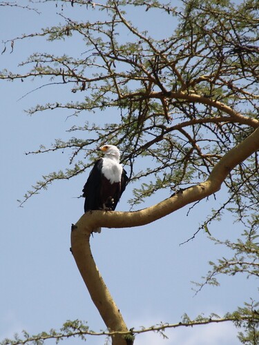 iNaturalist: (c) Hélène Maire, some rights reserved (CC BY-NC), uploaded by Hélène Maire iNaturalist image