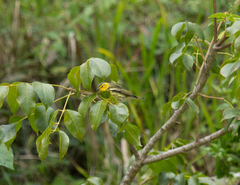 Setophaga tigrina