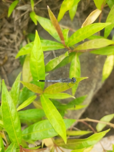 Diplacodes trivialis