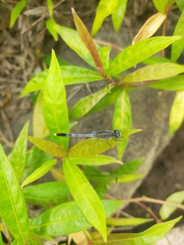 Diplacodes trivialis