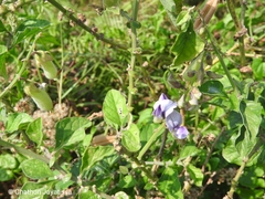 Crotalaria verrucosa