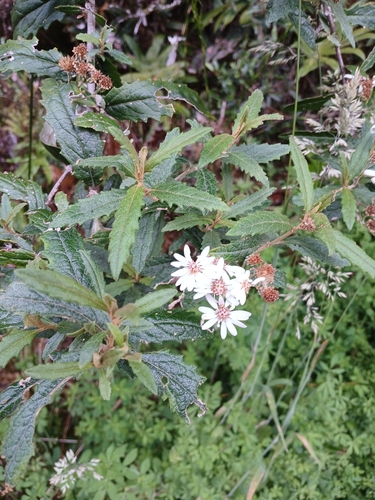 Olearia stellulata, photograph 2