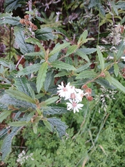 Olearia stellulata, photograph (c) Leon Perrie, some rights reserved (CC BY)
