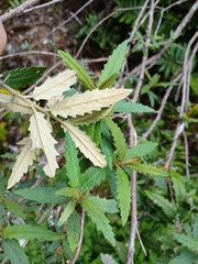 Olearia stellulata, photograph (c) Leon Perrie, some rights reserved (CC BY)