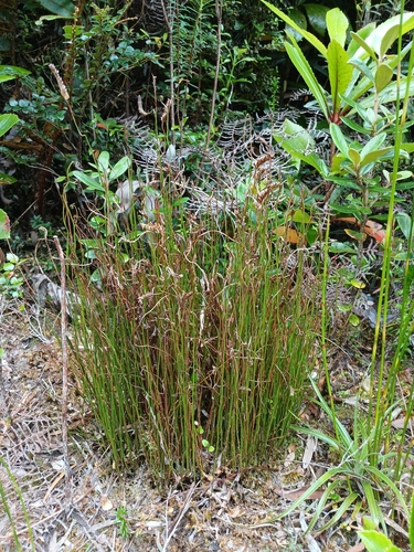 Comb Fern (Schizaea fistulosa)