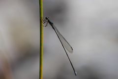 Isosticta tillyardi