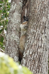 Lepilemur hubbardorum