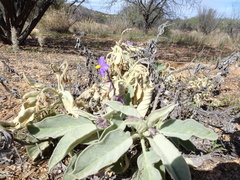Solanum quadriloculatum