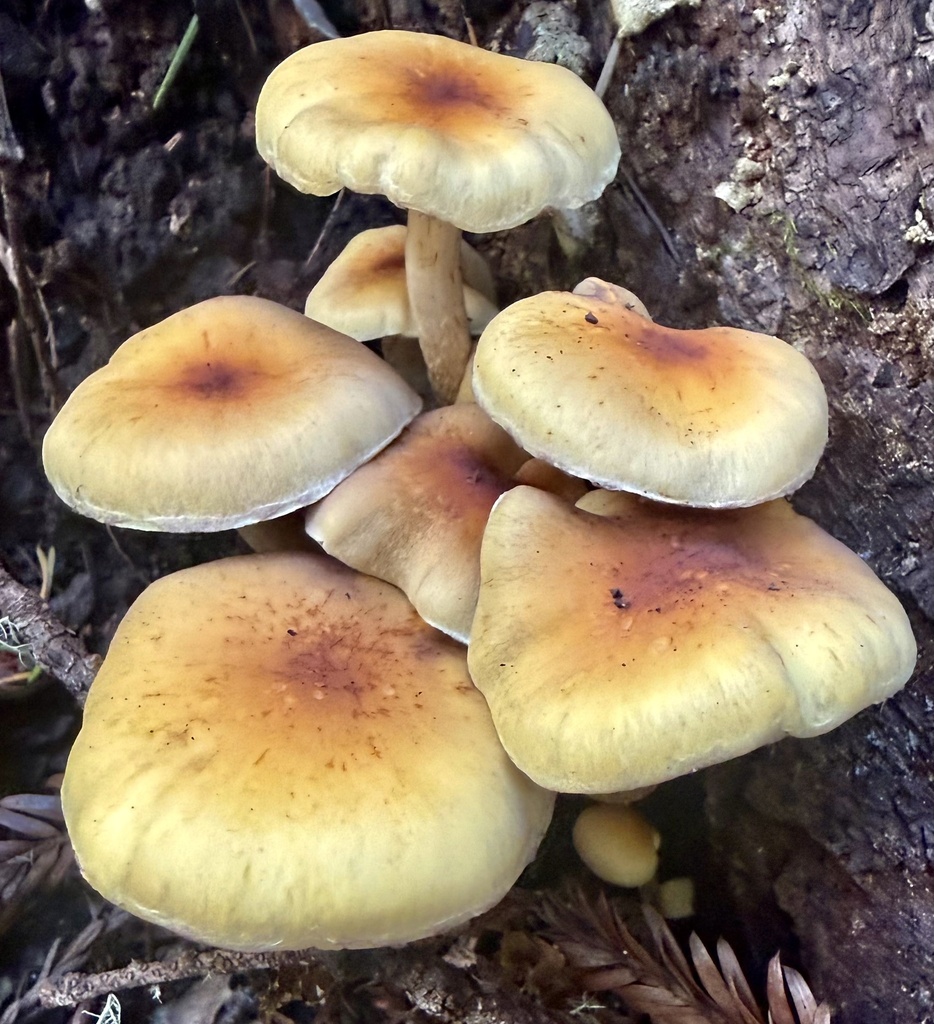 Hypholoma fasciculare · January 2026 · photo: © hllrnnr (iNaturalist, cc0)
