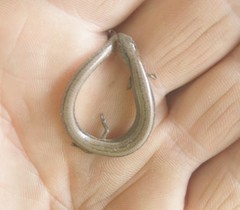 Hemiergis talbingoensis