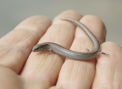 Hemiergis talbingoensis