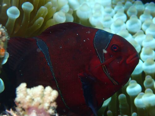 Amphiprion biaculeatus