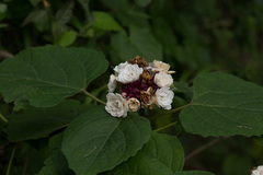 Clerodendrum chinense