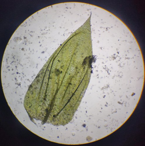 Žalioji trumpė nuotrauka