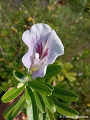 Clitoria laurifolia
