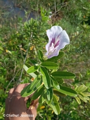 Clitoria laurifolia