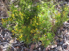 Acacia baxteri