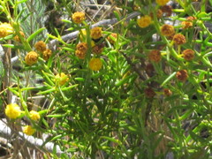 Acacia baxteri