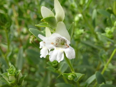 Prostanthera striatiflora