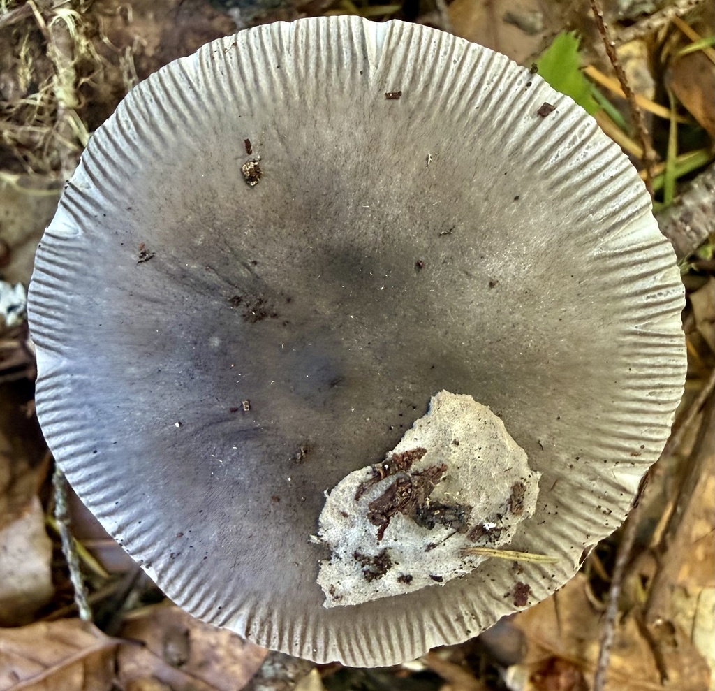 Amanita constricta · January 2026 · photo: © hllrnnr (iNaturalist, cc0)