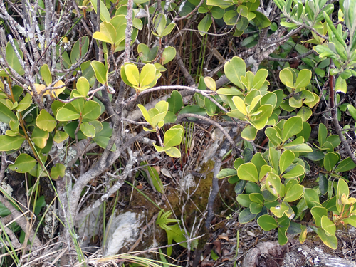 Myrsine chathamica, photograph 6