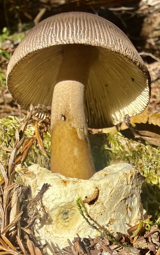 Amanita pachycolea · January 2026 · photo: © hllrnnr (iNaturalist, cc0)