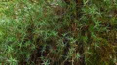 Dracophyllum pubescens