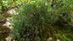 Dracophyllum pubescens