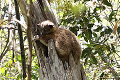 Lepilemur hubbardorum