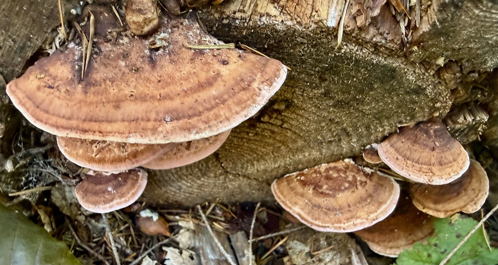 Fomitopsis cajanderi · January 2026 · photo: © hllrnnr (iNaturalist, cc0)