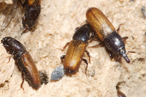 Mesites pallidipennis