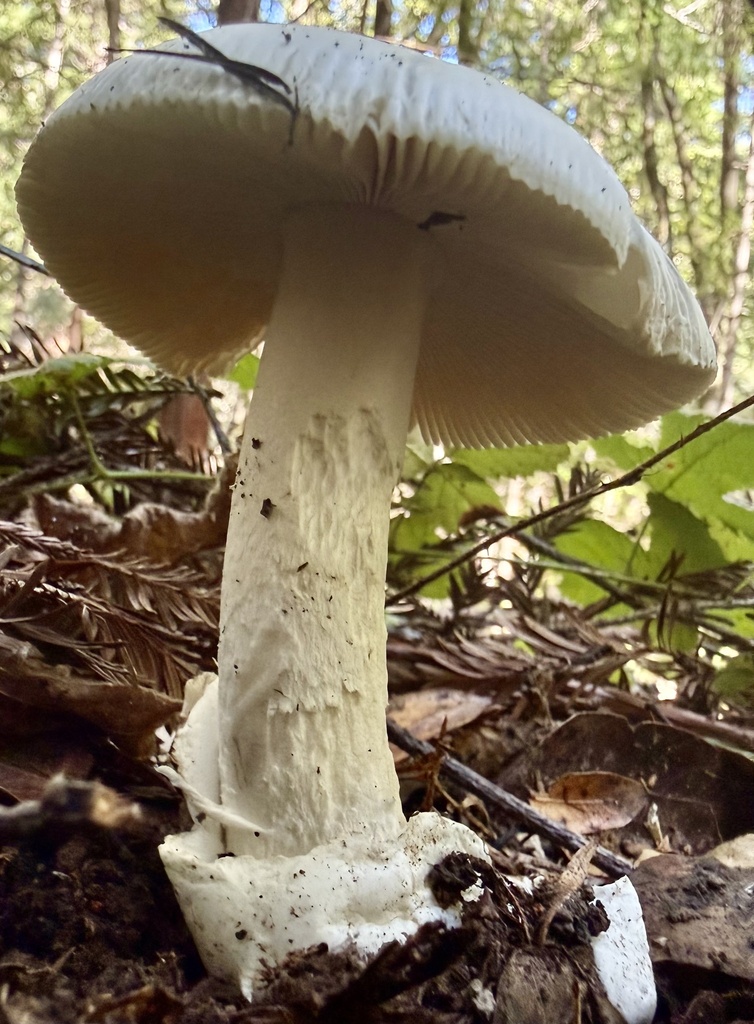 Amanita velosa · January 2026 · photo: © hllrnnr (iNaturalist, cc0)