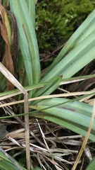 Carex glaucodea
